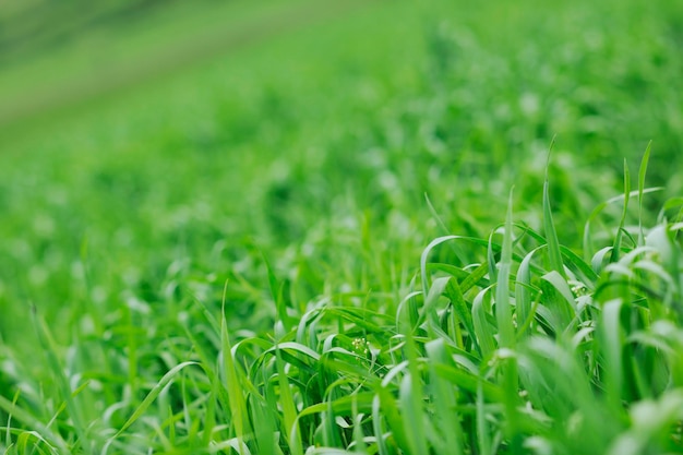 green grass closeup outdoor in nature background