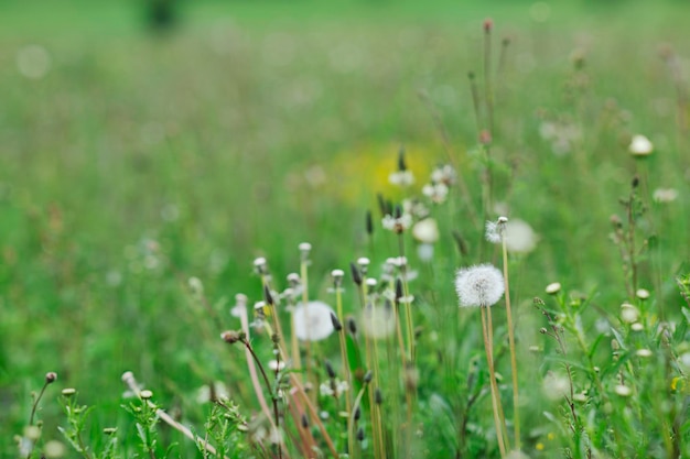 green grass closeup outdoor in nature background