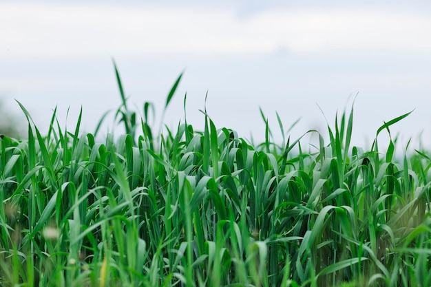 green grass closeup outdoor in nature background