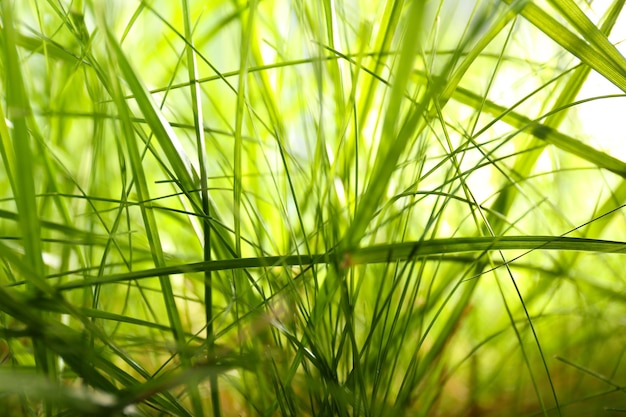 Green grass closeup