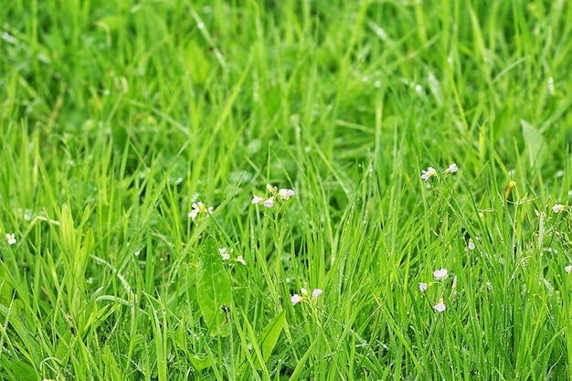 緑の草のクローズアップ