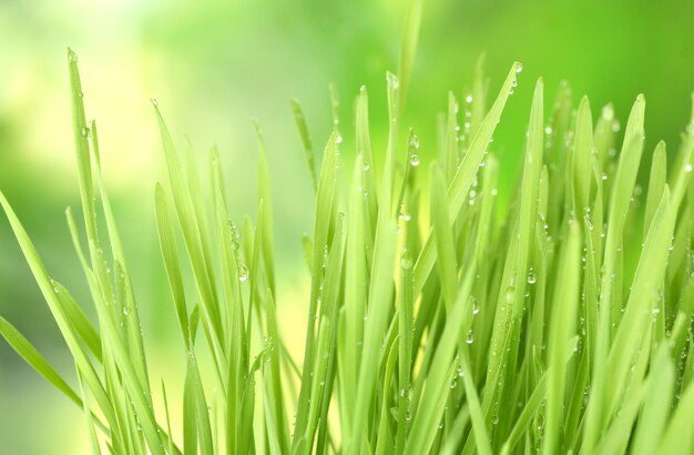 Green grass closeup