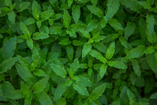 Green grass clover seamless texture