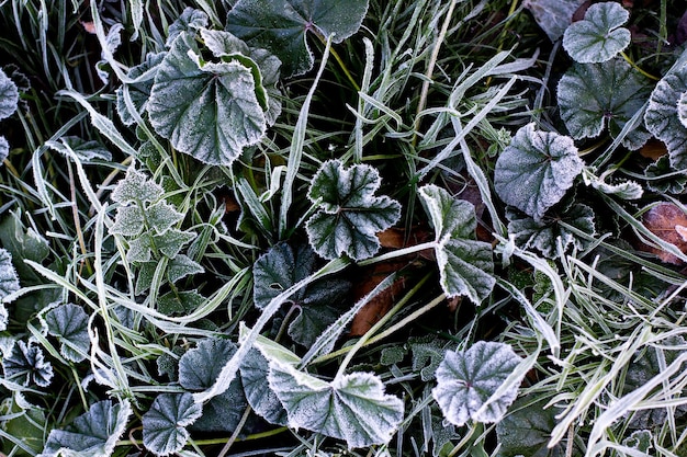 溶ける最初の雪に覆われた緑の草