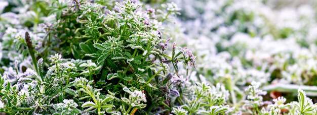 Green grass covered with frost and snow in early winter