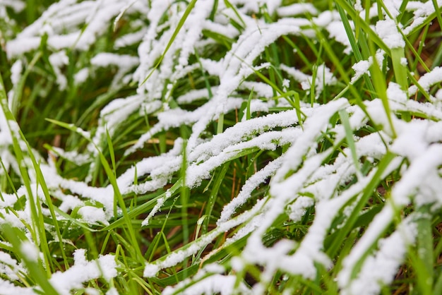 Green grass covered with snow, the first snow at the beginning of winter.