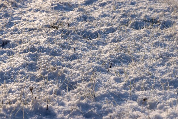 東ヨーロッパの霜と降雪の後に、雪の中にさまざまな植物が茂る冬の農場で雪と氷で覆われた緑の草