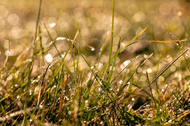 Зеленая трава, покрытая каплями воды в осенний сезон