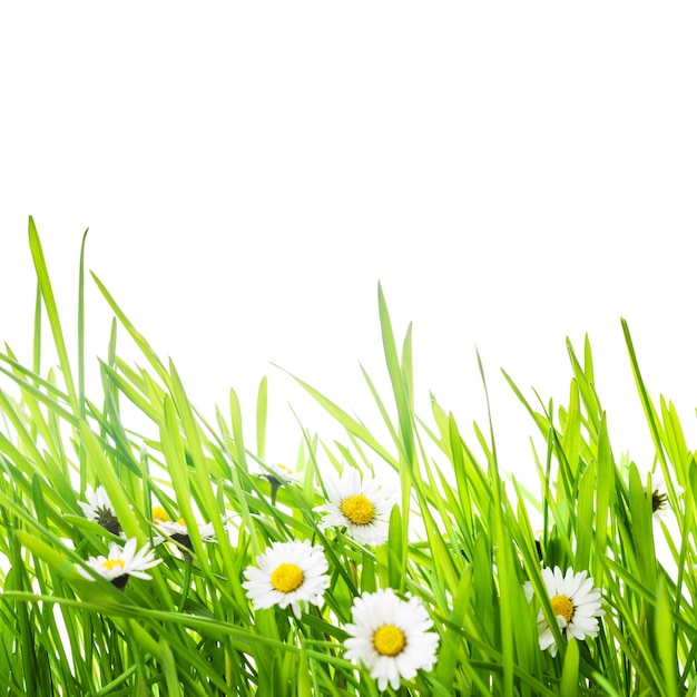 Photo green grass and daisy