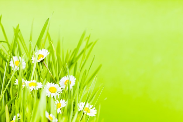 Photo green grass and daisy