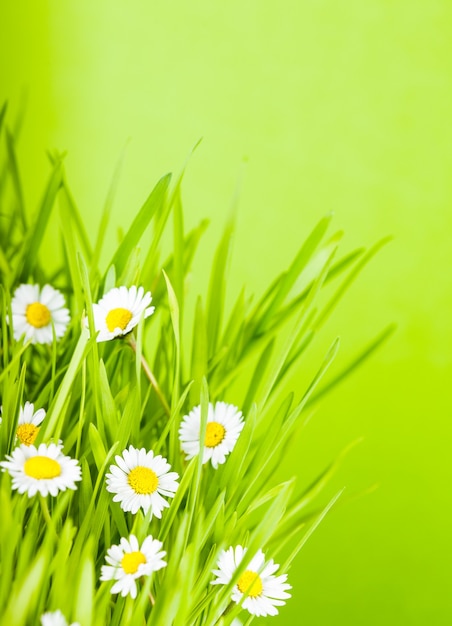 Green grass and daisy