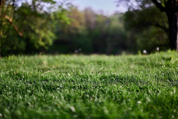 Зеленая трава заставка на рабочий стол экология и забота об окружающей среде