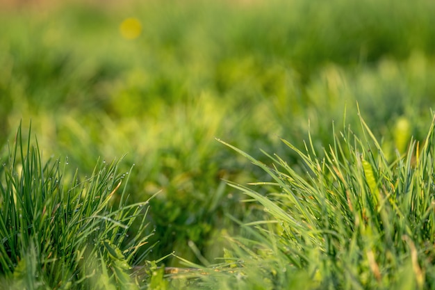 Erba verde e gocce di rugiada mattutina. erba verde fresca con il primo piano delle gocce di rugiada.