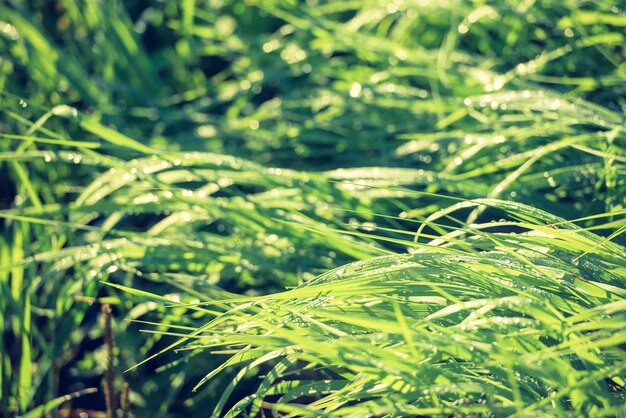 雨上がりの水滴の緑の草