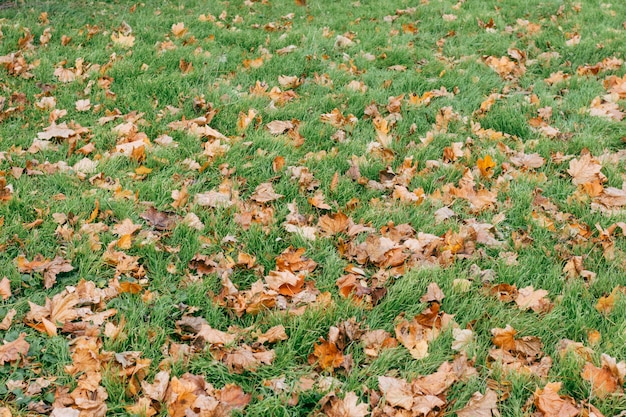 Green grass and dry leaves in autumn