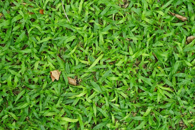 green grass and dry leaves in the park