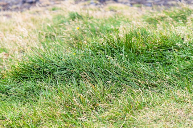 Photo green grass on dyrholaey peninsula in iceland