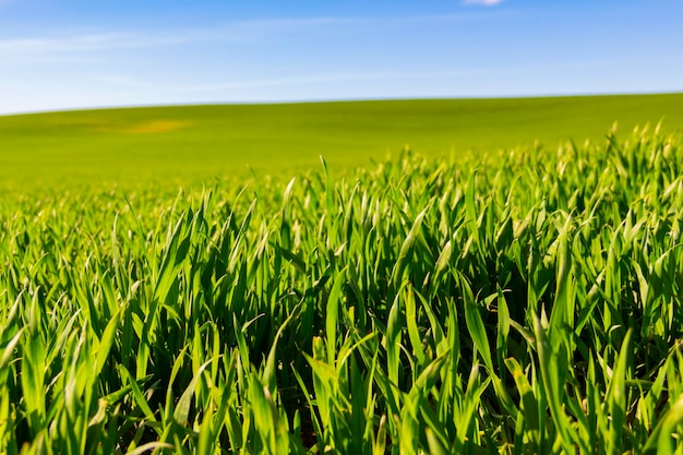 Зеленая трава ранней весной растет в поле в солнечный день на фоне голубого неба