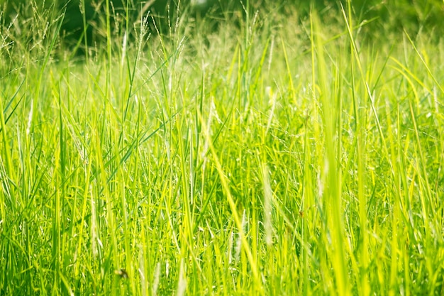 背景やグラフィックデザインの目の高さのビューで緑の草