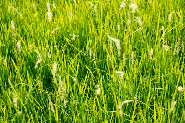 背景やグラフィックデザインの目の高さのビューで緑の草