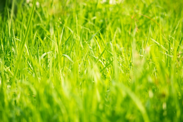 Green grass in eye level view for background or graphic design