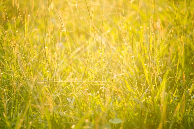 Green grass in eye level view for background or graphic design