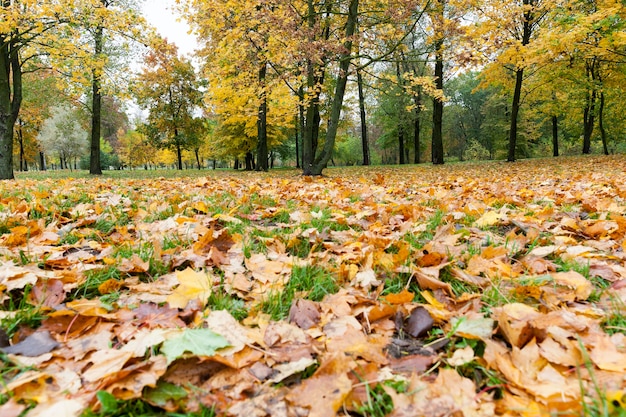 Green grass and fallen yellow foliage of maple in autumn fall leaves, photo below in warm sunny weather