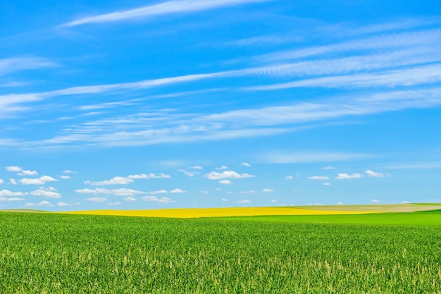 Campo di erba verde contro il cielo blu, bellissimo paesaggio soleggiato