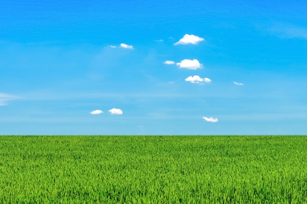 Green grass field against the blue sky, beautiful sunny landscape