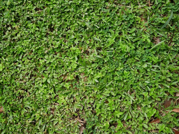 緑の芝生フィールドの背景、自然植物の背景