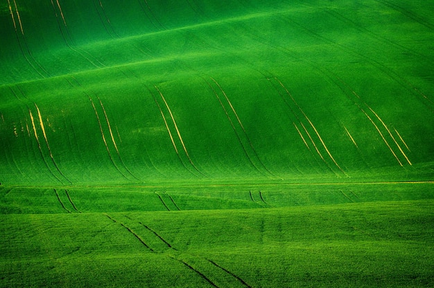 Green grass field background