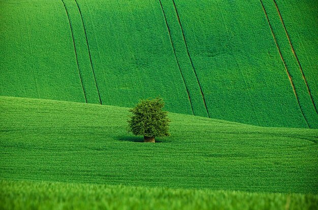 緑の芝生のフィールドの背景