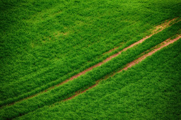 Green grass field background