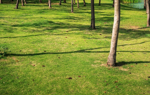 Green grass field in big city park