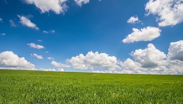 Green grass field under blue sky and white clouds ai generated