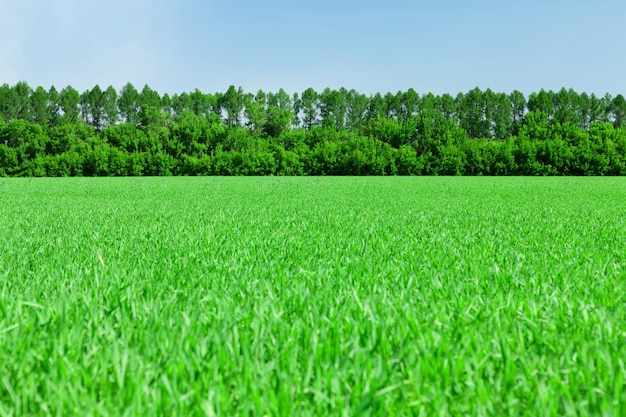 Green grass field and blue sky with forest