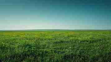 Photo green grass field under clear blue sky