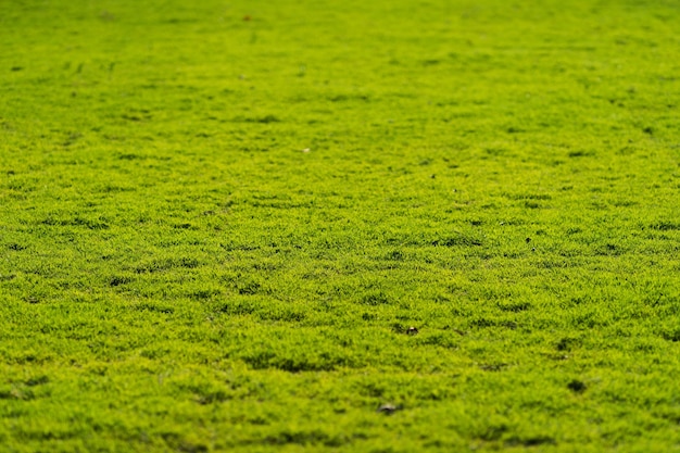 Green grass field, green lawn background Texture