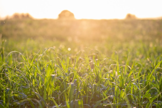 Зеленая трава на поле, освещенном солнцем Экологический фон