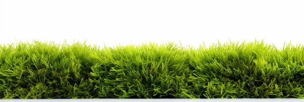 Photo green grass field isolated on white background for montage product display with clipping path