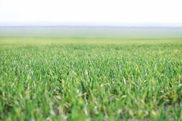 Green grass on the field in the morning in the fog