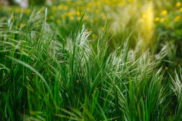 Green grass in a field nature fresh outdoor background green nature background