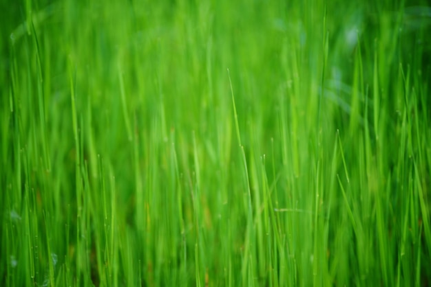 背景や壁紙、自然の季節の風景に適した緑の芝生のフィールド。