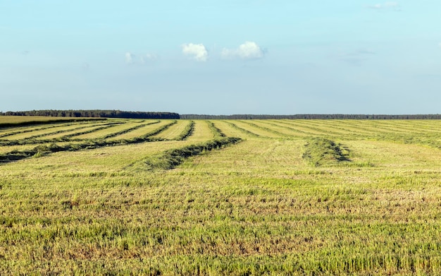 Erba verde in un campo in estate un campo con