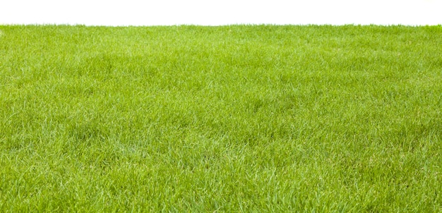 Green grass field on white background