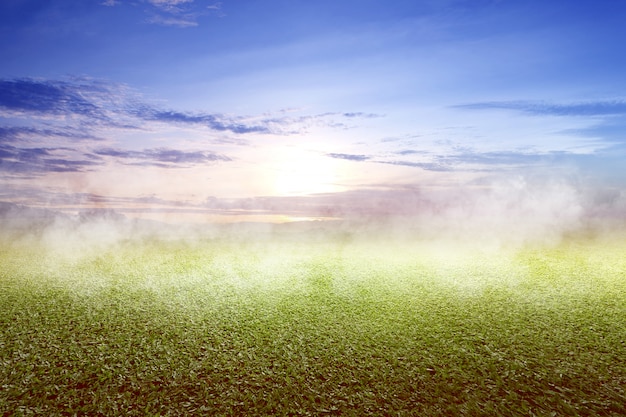 Green grass field with fogs