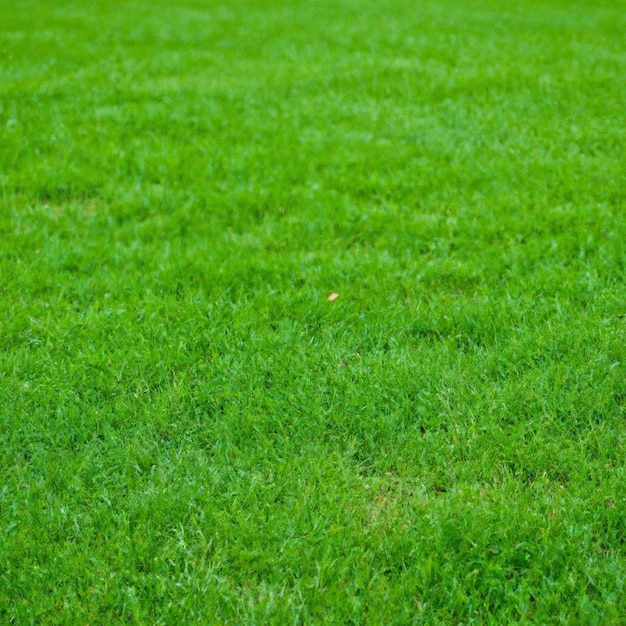 A green grass field with a single leaf on it