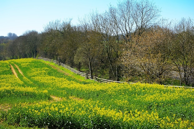 Foto campo di erba verde con alberi foto