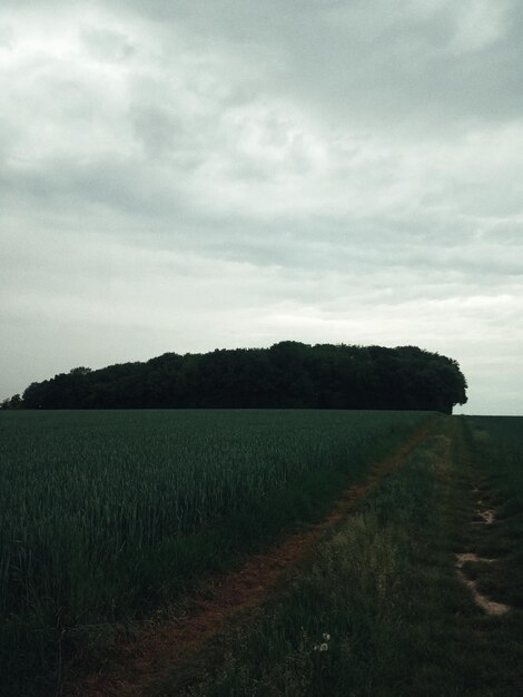 a green grass field