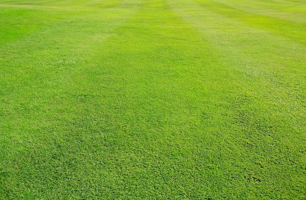 Photo green grass field